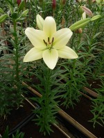 [4033 Courier No01.JPG]